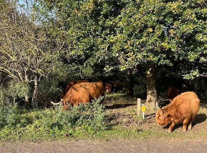 Aan Zee Op 150 Meter 아파트