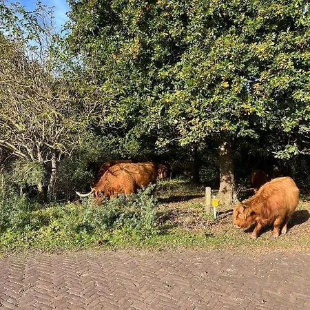 Aan Zee Op 150 Meter Lägenhet